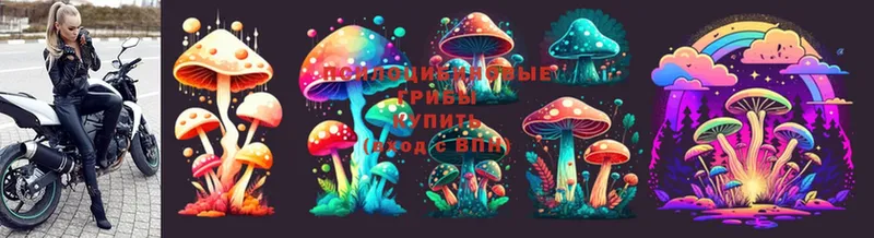 omg ссылки  Котлас  Галлюциногенные грибы Psilocybine cubensis  купить  